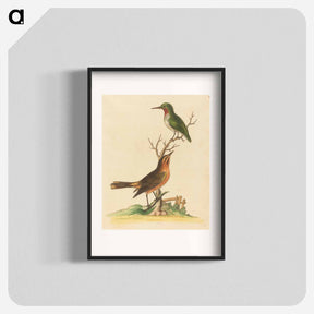 アートポスター-Green Bird with Red Throat and Brown and Orange Bird
 - ジョージ エドワーズ Poster.