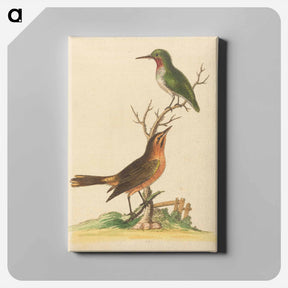 アートパネル-Green Bird with Red Throat and Brown and Orange Bird
 - ジョージ エドワーズ Canvas.
