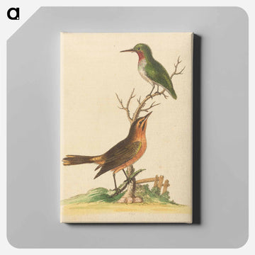 Green Bird with Red Throat and Brown and Orange Bird
 - ジョージ エドワーズ Canvas.