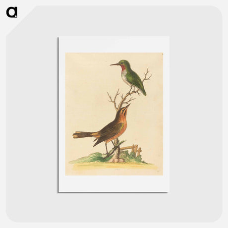 アートポストカード-Green Bird with Red Throat and Brown and Orange Bird
 - ジョージ エドワーズ Postcard.