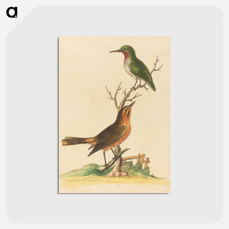 アートポストカード-Green Bird with Red Throat and Brown and Orange Bird
 - ジョージ エドワーズ Postcard.