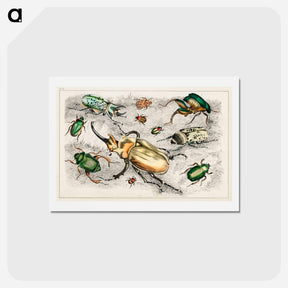 アートポストカード-Beetle Collection
 - ゴールドスミスの生き生きとした自然 Postcard.