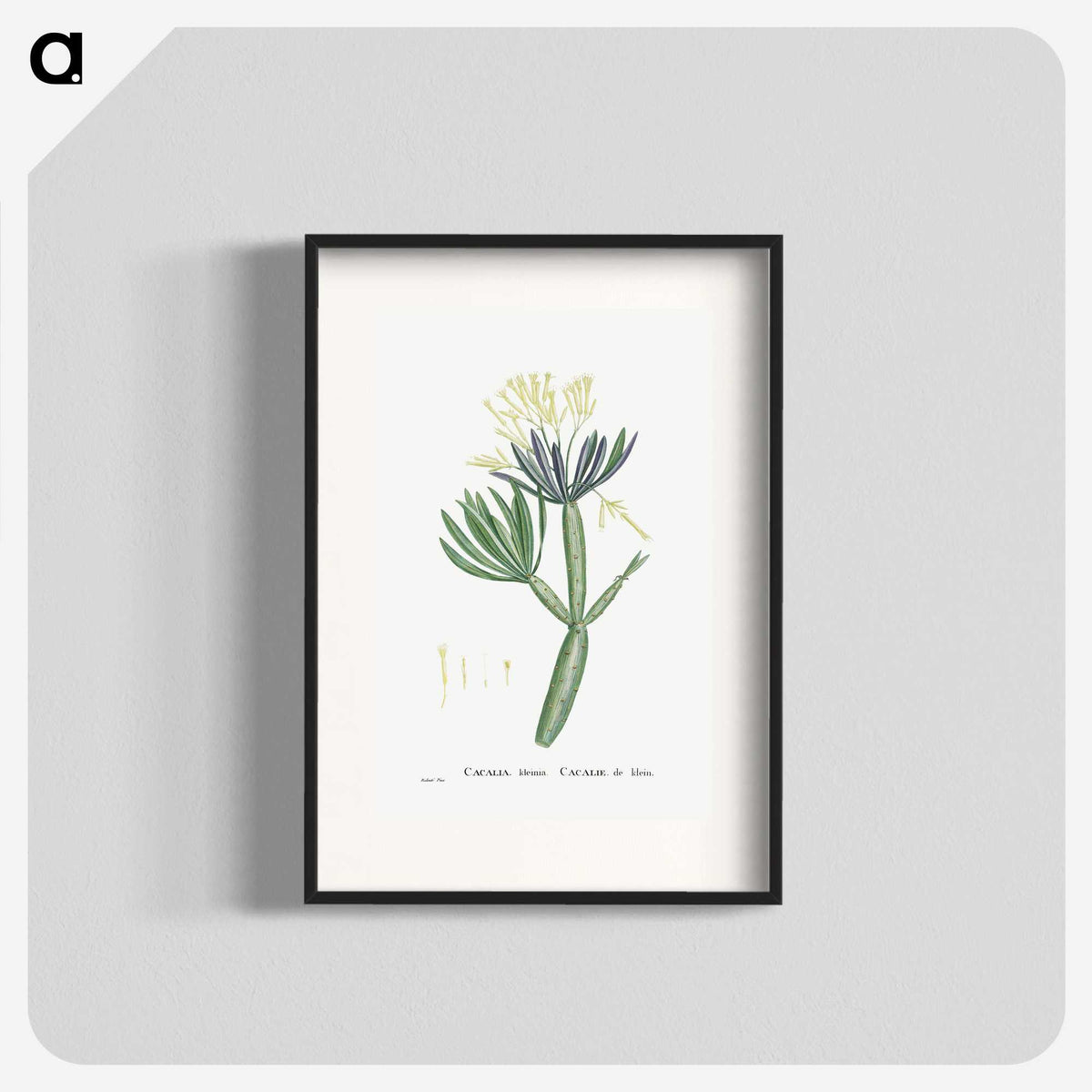 1-43_Histoire-des-Plantes-Grasses_blk