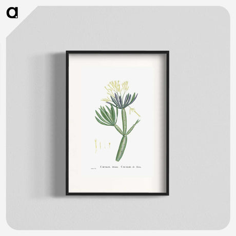 1-43_Histoire-des-Plantes-Grasses_blk