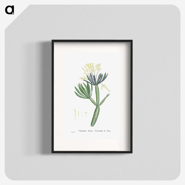 1-43_Histoire-des-Plantes-Grasses_blk