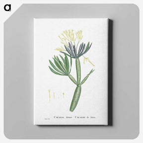 1-43_Histoire-des-Plantes-Grasses_canvas