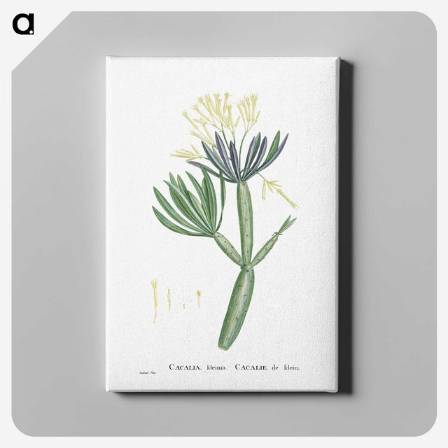1-43_Histoire-des-Plantes-Grasses_canvas
