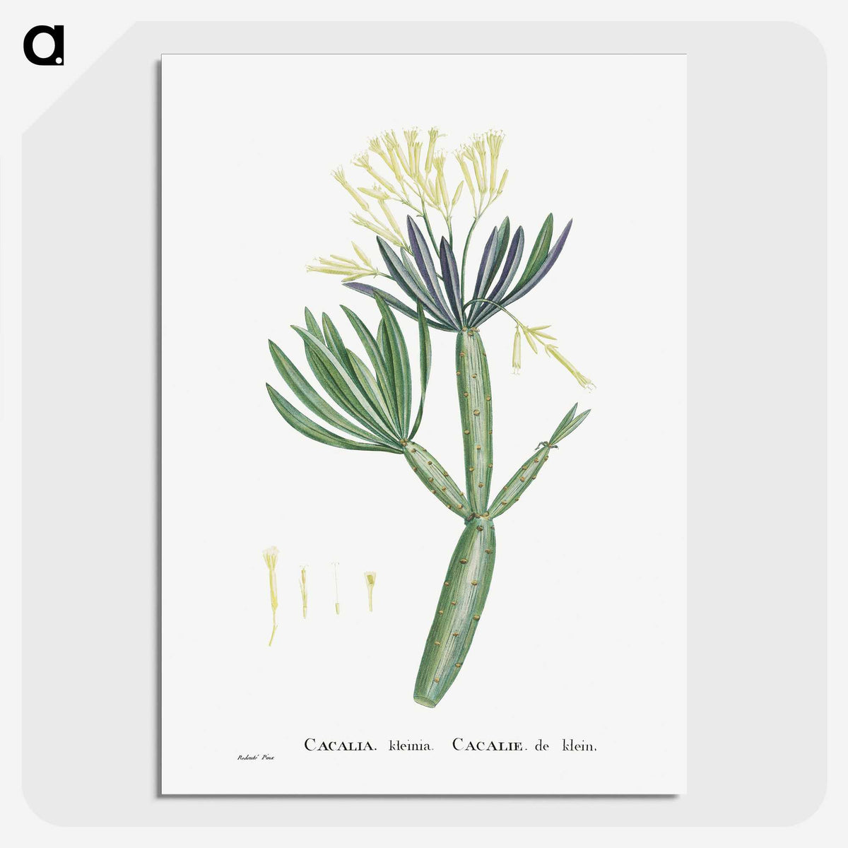 1-43_Histoire-des-Plantes-Grasses_picture-crop