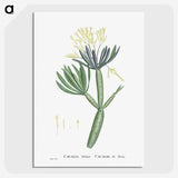 1-43_Histoire-des-Plantes-Grasses_picture-crop