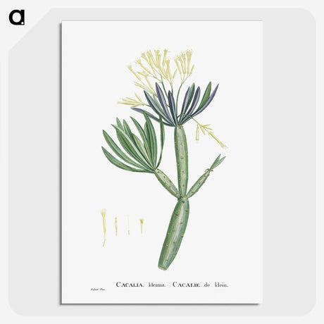 1-43_Histoire-des-Plantes-Grasses_picture-crop