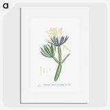 1-43_Histoire-des-Plantes-Grasses_picture