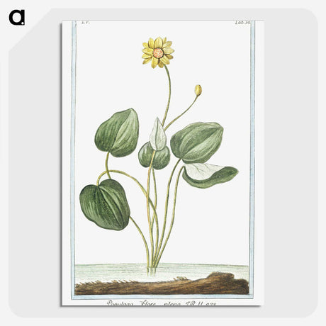 1-43_Hortus-Romanus-Botanical-Plates_picture-crop