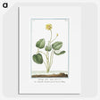 1-43_Hortus-Romanus-Botanical-Plates_picture