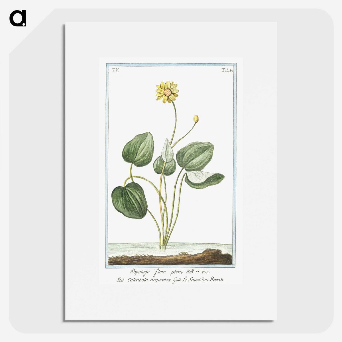 1-43_Hortus-Romanus-Botanical-Plates_picture