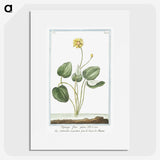 1-43_Hortus-Romanus-Botanical-Plates_picture
