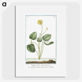 1-43_Hortus-Romanus-Botanical-Plates_picture