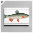 1-43_Ichtyologie-ou-Histoire-naturelle_canvas