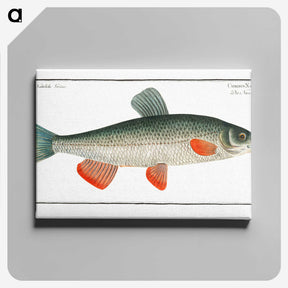 1-43_Ichtyologie-ou-Histoire-naturelle_canvas