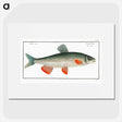 1-43_Ichtyologie-ou-Histoire-naturelle_picture