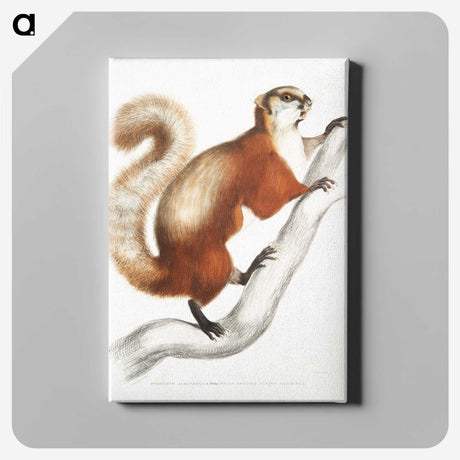 1-43_Indian-Zoology_canvas