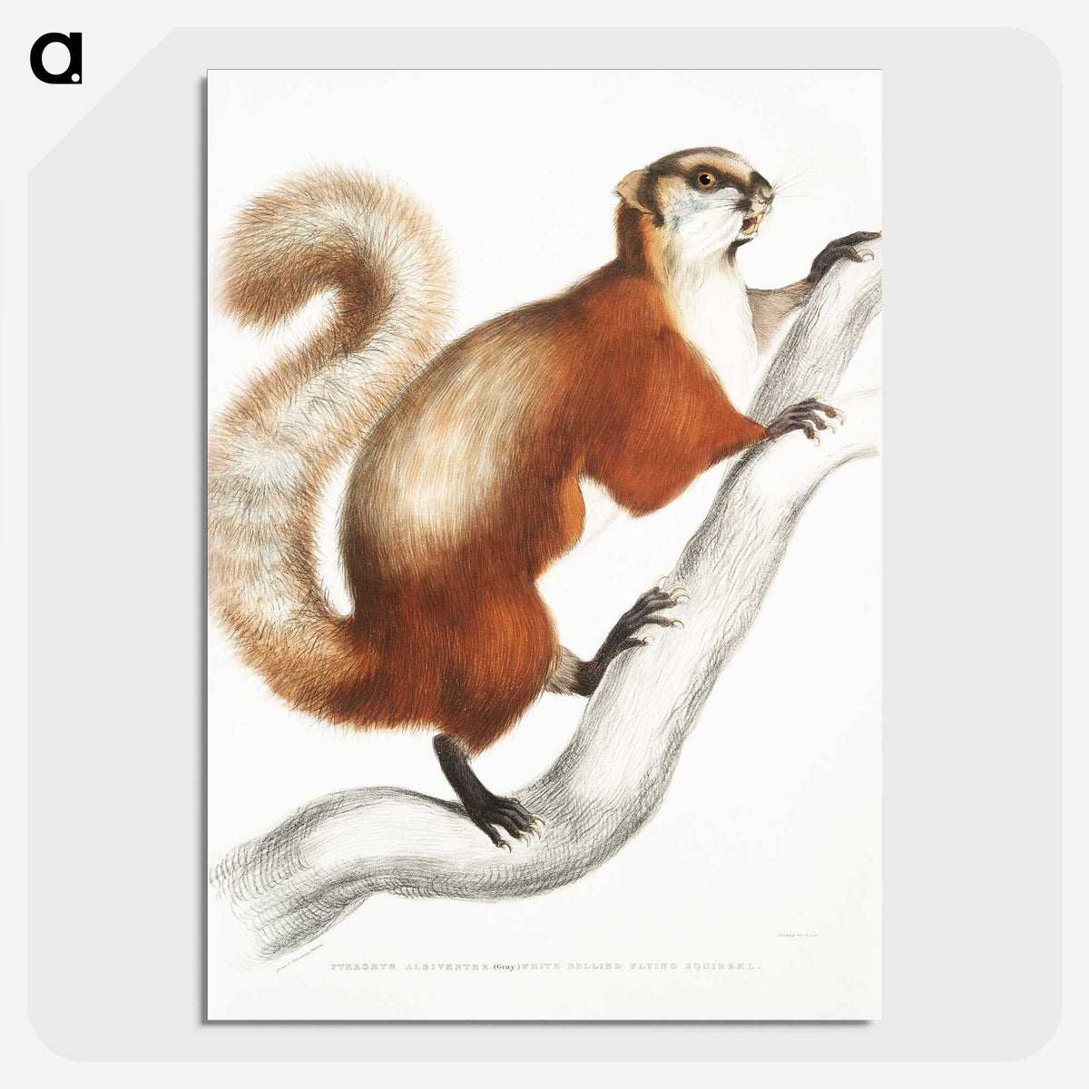 1-43_Indian-Zoology_picture-crop