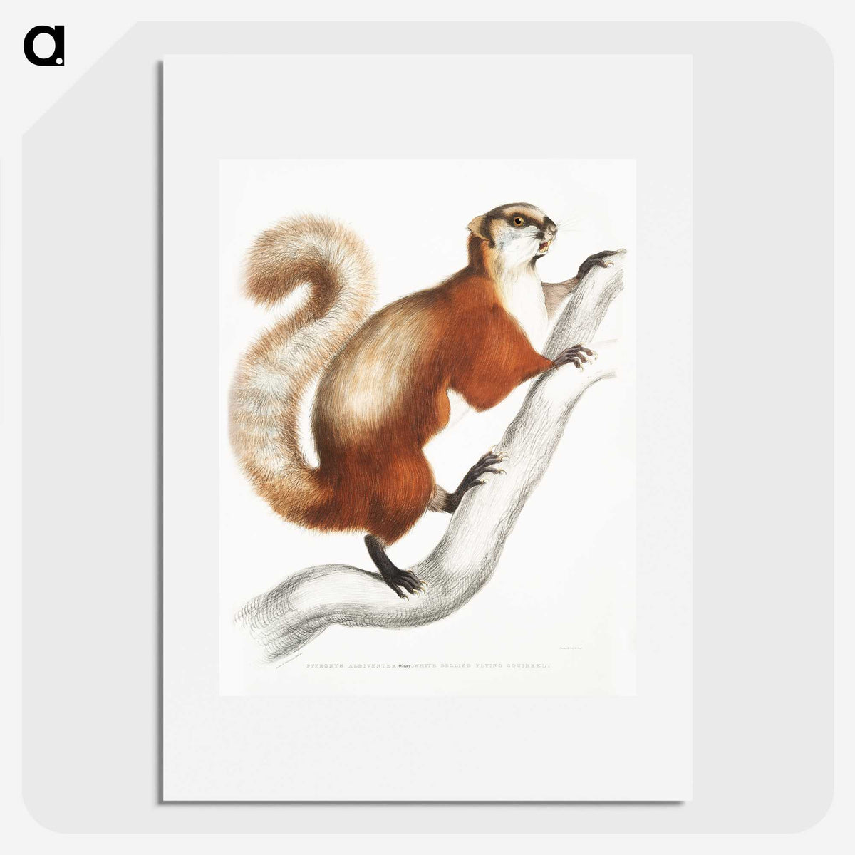 1-43_Indian-Zoology_picture