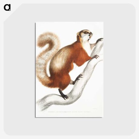 1-43_Indian-Zoology_postcard