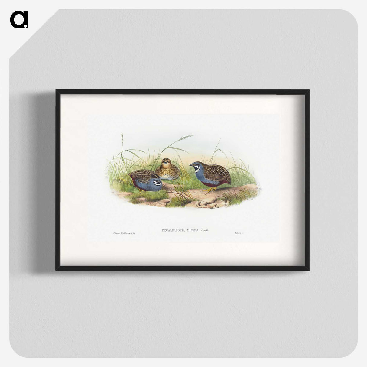 1-43_John-Gould_blk