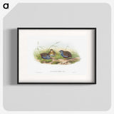 1-43_John-Gould_blk