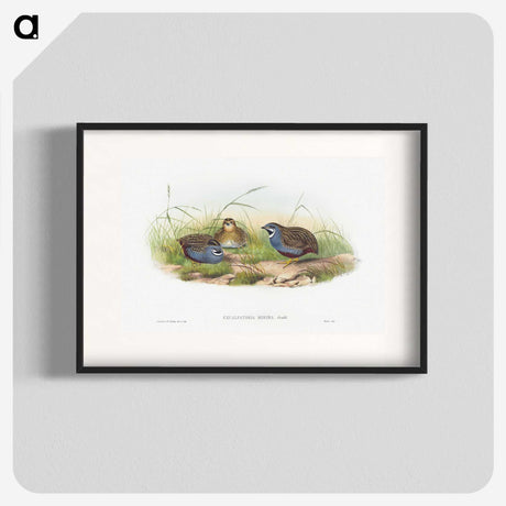 1-43_John-Gould_blk