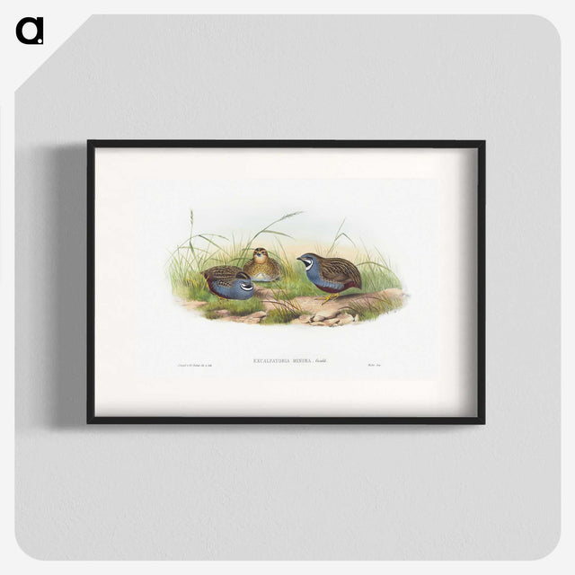 1-43_John-Gould_blk