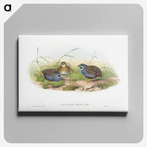 1-43_John-Gould_canvas
