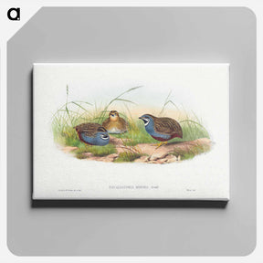 アートパネル-Blue-breasted Quail
 - ジョン グールド Canvas.