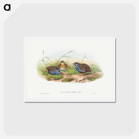アートポストカード-Blue-breasted Quail
 - ジョン グールド Postcard.