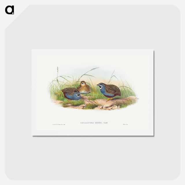 アートポストカード-Blue-breasted Quail
 - ジョン グールド Postcard.