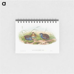 アートメモ帳-Blue-breasted Quail
 - ジョン グールド Memo.