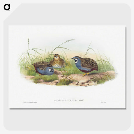 1-43_John-Gould_picture-crop