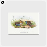 アートポストカード-Blue-breasted Quail
 - ジョン グールド Postcard.