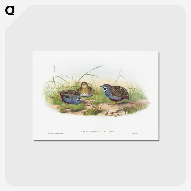 1-43_John-Gould_postcard