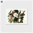 アートポストカード-Black-billed Cuckoo
 - ジョン ジェームス オーデュボン Postcard.