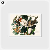 アートポストカード-Black-billed Cuckoo
 - ジョン ジェームス オーデュボン Postcard.