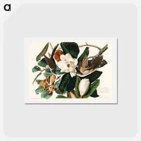 アートポストカード-Black-billed Cuckoo
 - ジョン ジェームス オーデュボン Postcard.