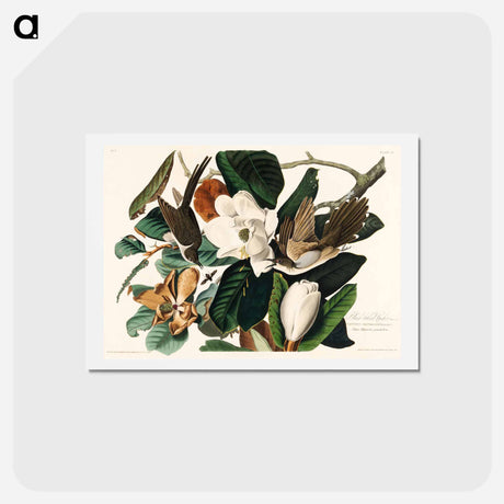 アートポストカード-Black-billed Cuckoo
 - ジョン ジェームス オーデュボン Postcard.