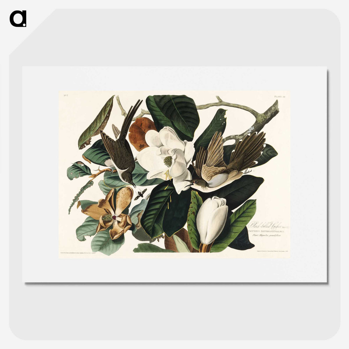 1-43_John-James-Audubon_picture