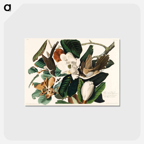 アートポストカード-Black-billed Cuckoo
 - ジョン ジェームス オーデュボン Postcard.