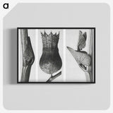 1-43_Karl-Blossfeldt_blk-crop