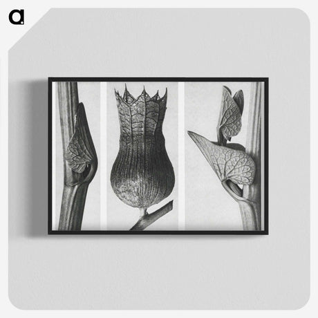 1-43_Karl-Blossfeldt_blk-crop