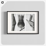 1-43_Karl-Blossfeldt_blk