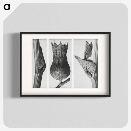 1-43_Karl-Blossfeldt_blk