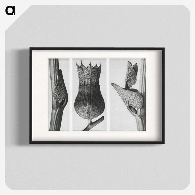 1-43_Karl-Blossfeldt_blk